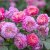 Rosa austin Emma Bridgewater ® Jonathan Buckley David Austin Roses