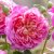 Rosa austin Emma Bridgewater ® Jonathan Buckley David Austin Roses