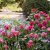 Rosa austin Emma Bridgewater ® Jonathan Buckley David Austin Roses