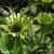 Echinacea hybr. Green Jewel ®, Solhatt, P11cm