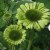 Echinacea hybr. Green Jewel ®, Solhatt, P11cm
