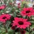 Echinacea hybr. SunSeekers ® Carmine