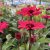 Echinacea hybr. SunSeekers ® Carmine