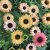 Echinacea hybr. SunSeekers ® Rainbow, Solhatt