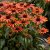 Echinacea hybr. Butterfly ™ Julia ®, Solhatt, C13cm