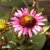 Echinacea purpurea Fatal Attraction, Solhatt, C1