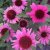 Echinacea purpurea Mooodz ® Courage