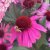 Echinacea purpurea Mooodz ® Courage