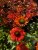 Echinacea purpurea Mooodz ® Fearless