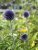 Echinops bannaticus Veitch´s Blue, Blå Bolltistel