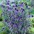 Echinops bannaticus Veitch´s Blue, Blå Bolltistel