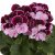 Pelargonium grandiflorum Elegance Jeanette ®