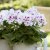 Pelargonium grandiflorum Elegance Royalty White ®
