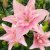 Lilium hybr. Elodie, Asiatisk Lilja, P11cm