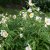 Paeonia emodi Late Windflower, Näckrospion, barrot 3/5 ögon