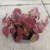 Epimedium brachyrrhizum