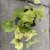 Epimedium stellulatum Long Leaf Form