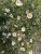 Erigeron karvinskianus, Murbinka