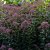 Eutrochium (Eupatorium) maculatum Red Dwarf, Fläckflockel, P9cm