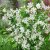Exochorda racemosa Blushing Pearl ® (Huibl), Pärlbuske, C5