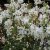 Exochorda racemosa Blushing Pearl ® (Huibl), Pärlbuske, C5