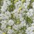Exochorda x macrantha Magical Springtime ®