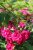 rugosa F.J. Grootendorst, Nejlikros, C4