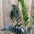 Zamioculcas zamiifolia Raven