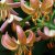 Lilium martagon Fairy Morning, Krollilja, P11cm