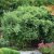 Fargesia murielae Red Zebra ® (Japo 51), Bergbambu, 125-150 C10