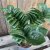 Zamioculcas zamiifolia Zenzi