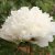 Paeonia rockii-flare Carte Blanche (Jing Yun Guan), Buskpion