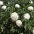 Paeonia rockii-flare Carte Blanche (Jing Yun Guan)