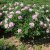 Paeonia rockii-flare Heavenly Pink (Jin Ju Fei), Buskpion