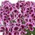 Pelargonium grandiflorum Florella Burgundy ®