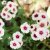 Flox, Sommar-, Cherry Caramel