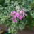 Pelargonium peltatum Francis Parmenter