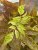 Fraxinus excelsior Argenteo-variegata, Ask