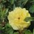 floribunda Sunsprite (Friesia, Korresia), Floribundaros, barrot 1st