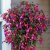 Fuchsia Upprätt, Angela ® 3-pack