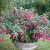 Fuchsia Upprätt, Beacon
