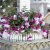 Hängfuchsia, Bella Julia ® 3-pack