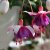 Fuchsia, pluggplanta, La Campanella