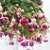 Hängfuchsia, Lena 3-pack
