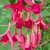 Hängfuchsia, Red Spider 3-pack