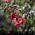Fuchsia Upprätt, Riccartonii 3-pack