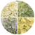 Hydrangea paniculata Lemonlight ®