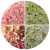 Hydrangea paniculata Pinklight ®