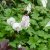 Geranium x cantabrigiense St Ola, Liten Flocknäva, C11cm