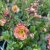 Geum hybr. Mai Tai ®